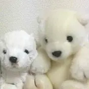 きなこ