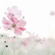 いちごの画像