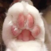 こはくの画像