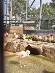 sauの画像
