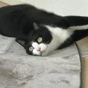 ma-koの画像