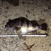 釣りは好きだが豆ばかり