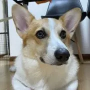GoGoCampの画像