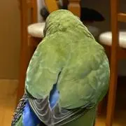 ankの画像