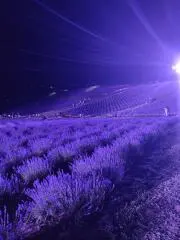 わんたろう