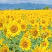 ☆ひまわり☆の画像