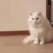 nanamaru在庫要確認の画像