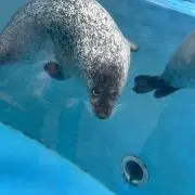 だんかんの画像