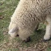 だいちゃんの画像