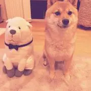 のっちの画像