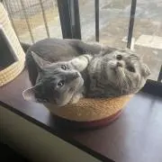 SUZUMEの画像
