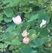 とんぼの画像
