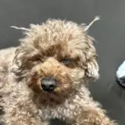 ガナリ
