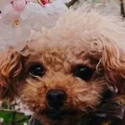 MISAの画像