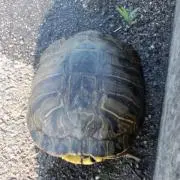 だるまの画像