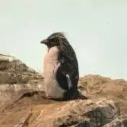 さこさこの画像
