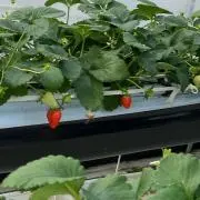 たぴの画像