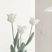 はりねずみの画像