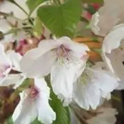 ひろの画像