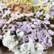 ベリー