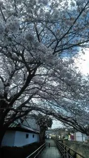 ぼたんもちの画像