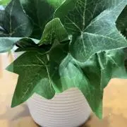 mapleの画像
