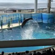 よったん