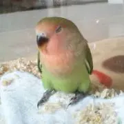 ジュンちゃん