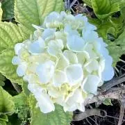 抹茶プリンの画像