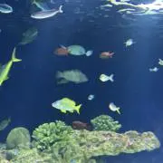 けろんTM（プロフ要確認）の画像