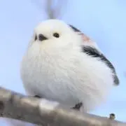 ゆき