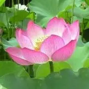✨✴amo✴✨の画像