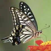 AGEHAの画像