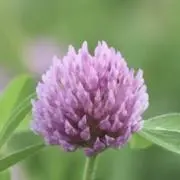 karakuの画像