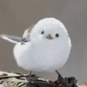 ෆ˚*ことりෆ˚*お値段交渉可♥️の画像