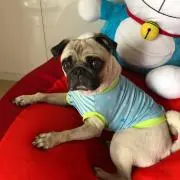まめぐりかんたの画像