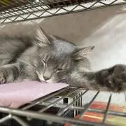 づづの画像