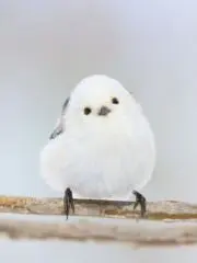 とっちゃんの画像