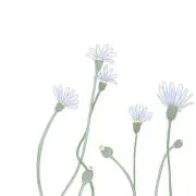 ぴょん（6-13発送できません）の画像