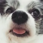 ピッコロ