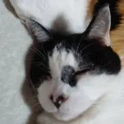 まいちゃんの画像