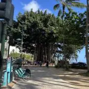 モアナの画像