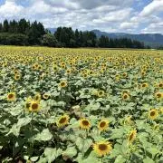 古着屋いちご　　　発送4/2以降です！