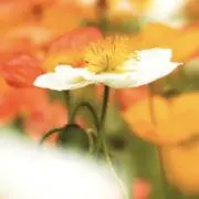 nochiの画像
