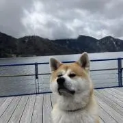 シンバの画像