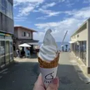 アサガオの画像