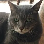 とらじの画像