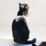 ゆきの画像
