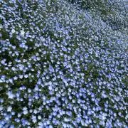 ネモフィラさん‪·͜· ︎︎ᕷ