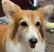 ぴよちゃん